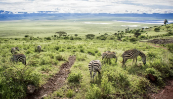 Africa Safari E